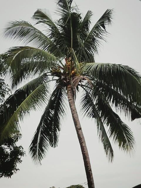 palm tree, tree, low angle view, tree trunk, coconut palm tree, growth, tranquility, clear sky, nature, sky, palm leaf, beauty in nature, tropical tree, tranquil scene, scenics, tropical climate, tall - high, palm frond, branch, day