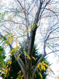 Low angle view of flowering tree against sky