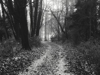 Pathway passing through forest