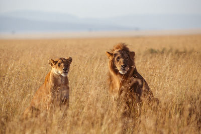 Lion couple in sunset light in masai mara.