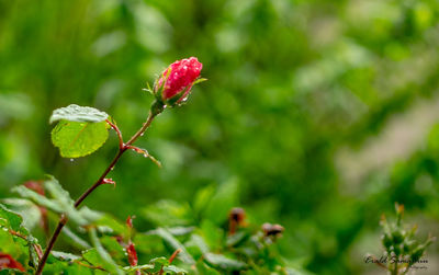 Close-up of red berries growing on plant