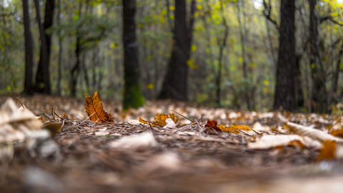 Surface level view of autumn leaves in forest