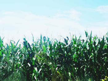 Crops growing on field against sky