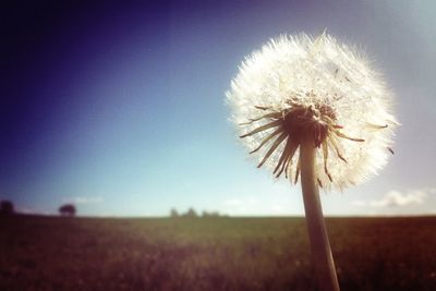 Close-up of dandelion on field