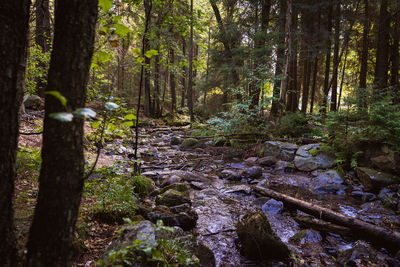 Trees growing in forest