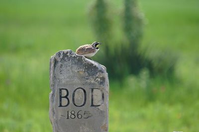 Close-up of bird perching on wooden post