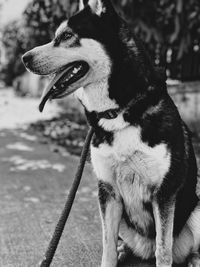 Close-up of a dog looking away