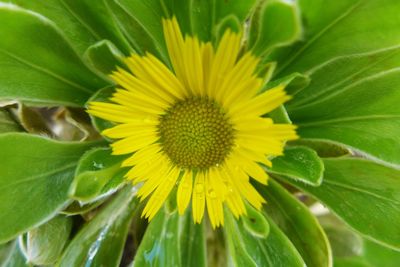 Close-up of sunflower