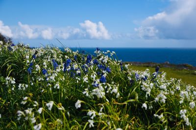 Scenic view of blue sea against sky