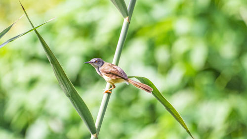 Close-up of bird perching on plant