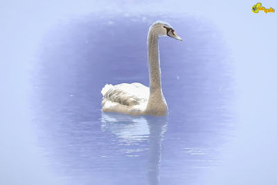 Swan swimming in lake