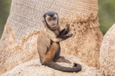 Captive raised brown tufted capuchin gets a close up on a sunny day