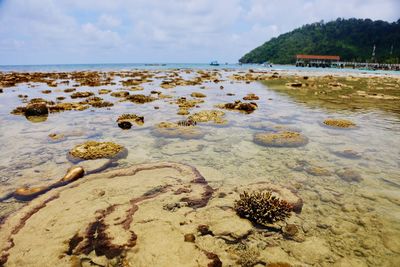 Scenic view of beach against sky