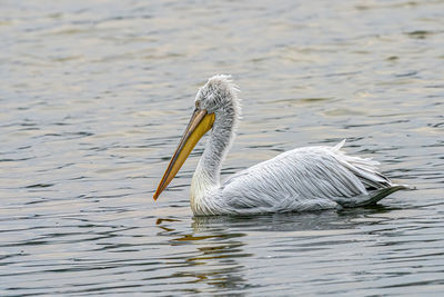 Close-up of duck swimming in lake