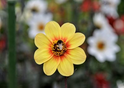 Close-up of insect on yellow flower