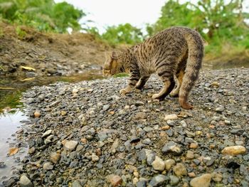 Cat walking on rock