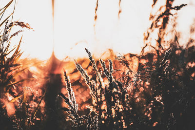 Close-up of silhouette plants against sky during sunset