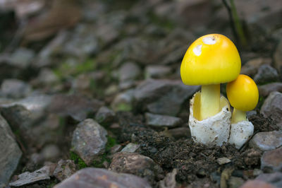 Close-up of yellow mushroom growing on rock