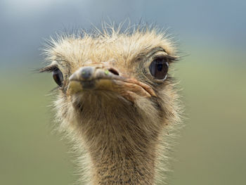Close-up of a bird looking away