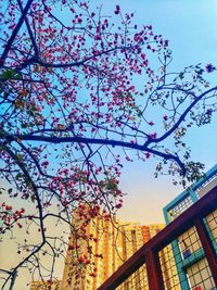Low angle view of flower tree against sky