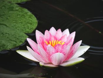 Close-up of lotus water lily in pond