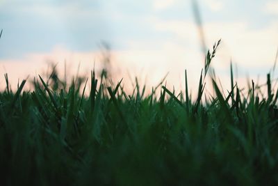 Close-up of crops on field against sky