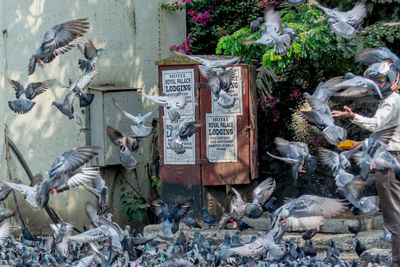 Pigeons flying on street