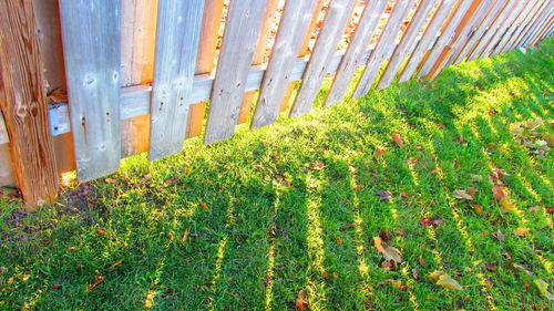 Close-up of grass