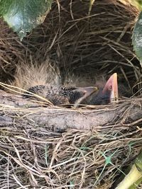 Close-up of birds in nest