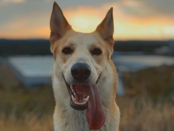 Close-up portrait of a dog