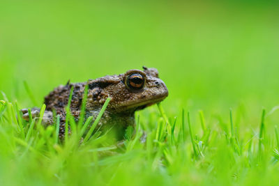 Close-up of frog on grass