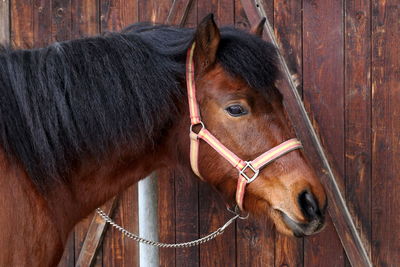 Close-up of horse outdoors