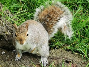 High angle view of squirrel