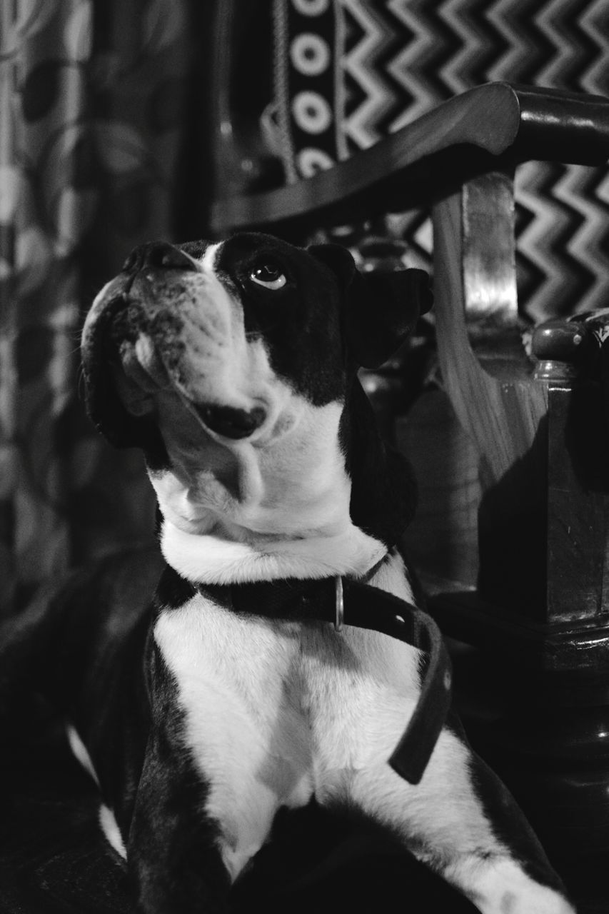 CLOSE-UP OF DOG IN PEN