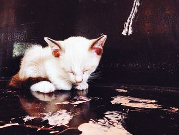 Portrait of cat