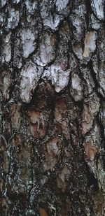 Full frame shot of tree trunk