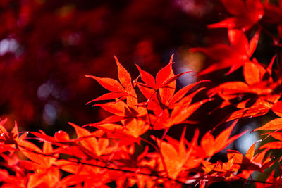 Close-up of maple leaves on tree during autumn