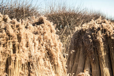 Close-up of dry plants on field against bright sky