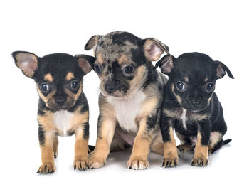 Portrait of two dogs against white background