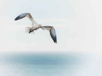 Low angle view of gannet flying over sea against sky