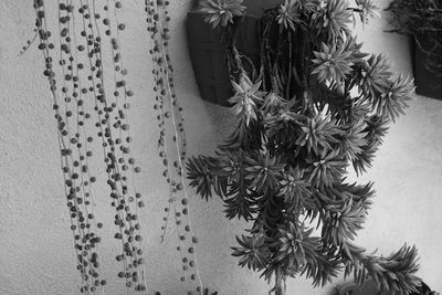 Close-up of plant against blurred background