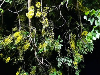 Low angle view of moss growing on tree