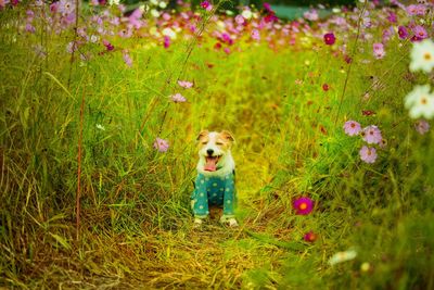 Portrait of dog with flowers on grass