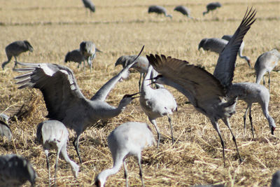 Flock of birds on field