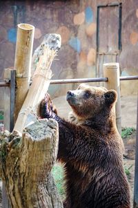 Close-up of an brown bear on wooden post in zoo
