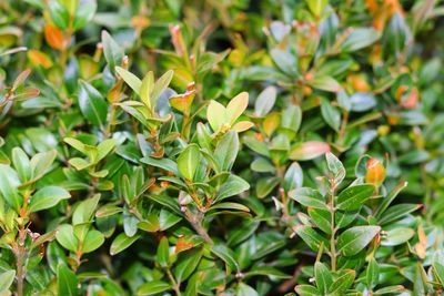 Close-up of green plant