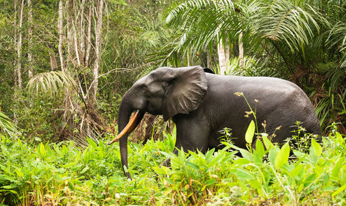 View of elephant in forest