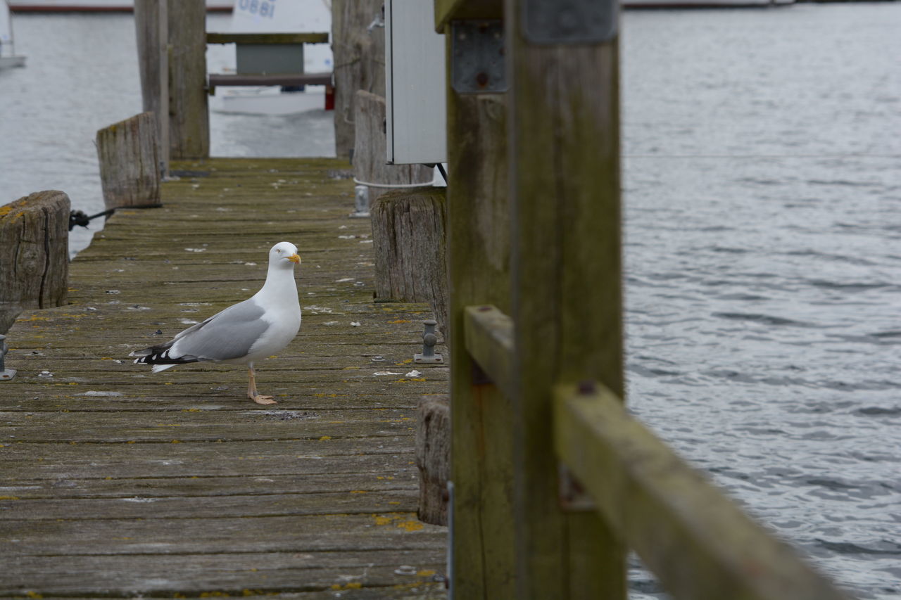 What´s up? Quickshot out of the camera Baltic Sea Möwe Bird Animal Wood Water Seagull Sea Nature One Animal
