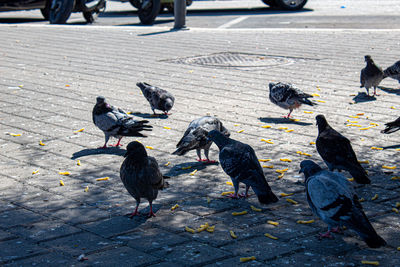 Pigeons eat bread crumbs and pasta on the road, siracua.