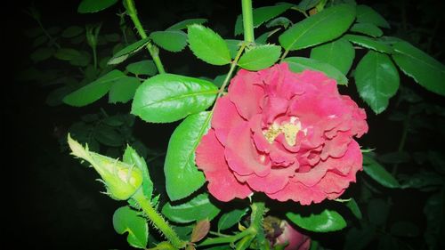 Close-up of pink flower blooming outdoors